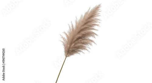 Pampas Grass Plume