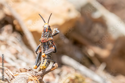 Koppie Foam Grasshopper (Dictyophorus spumans) or African Foam Grasshopper which produces toxic foam under threat, Western Cape, South Africa