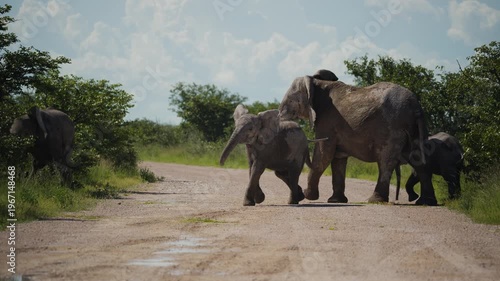 Playful african elephant calf crosses dirt road with family herd in sunny savanna, mother elephant tenderly protects young animals from potential dangers