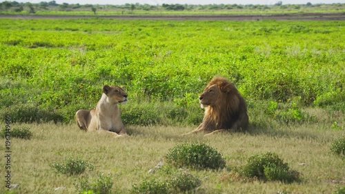 Powerful male lion with full mane resting next to lioness on green plains of savanna, couple observing surroundings of African national park