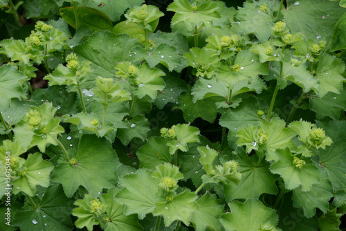 Obraz na płótnie Frauenmantel,  Alchemilla sp