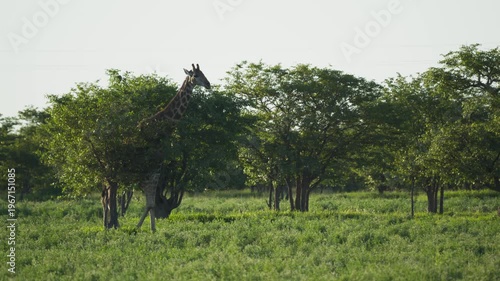 Elegant giraffe walking across lush green savanna landscape of african national park with other giraffes feeding from trees in background during sunny daylight