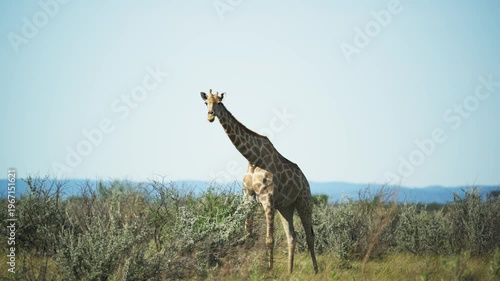 Curious giraffe chewing on twig in african savanna of National Park and watching attentively while enjoying sunny day in natural habitat of wilderness