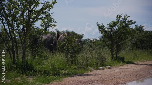 African elephants walk through lush green bushland of a savanna during safari adventure in Etosha National Park, wildlife of Namibia