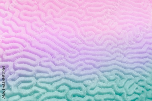 Multicolored violet- blue gradient abstract background - Organic texture of the hard brain coral