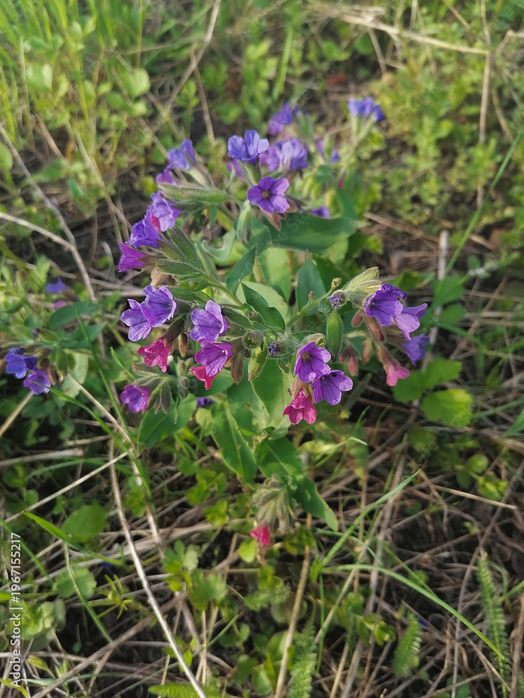 Fototapeta premium Wild purple and pink flowers growing in natural meadow with green grass. Close-up of blooming plant in spring, showcasing delicate petals and organic outdoor environment.