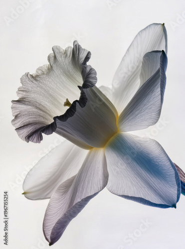a white narcissus on a white background, an art object