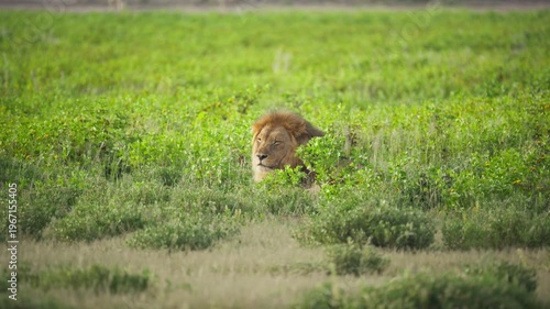 Powerful male lion with majestic mane sitting in tall green grass of African savanna and looking around, symbolizing strength, wilderness, untamed nature