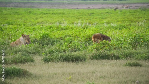 Lioness yawning and resting in lush green savanna while male lion with full mane is eating its prey in Namibian National Park, showcasing the raw african wildlife