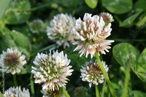 Klee, Weißklee, Trifolium repens, Blüte