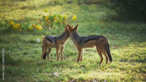 Pair of black backed jackals foraging in grassy field with yellow flowers during a sunny day, showcasing social bonding and affectionate behavior in natural habitat