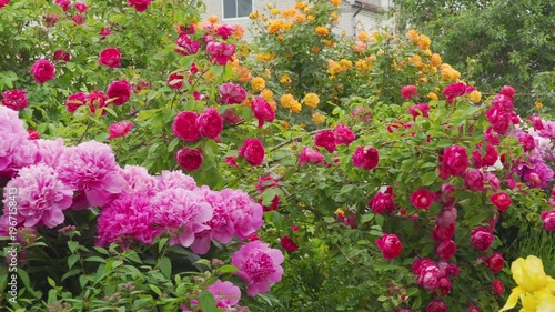 Lush flowering of pink peonies and colorful roses in the summer garden, lush summer garden in full bloom, various garden roses