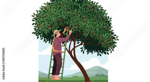 A man in a hat on a ladder picks ripe fruit from a lush green orchard tree