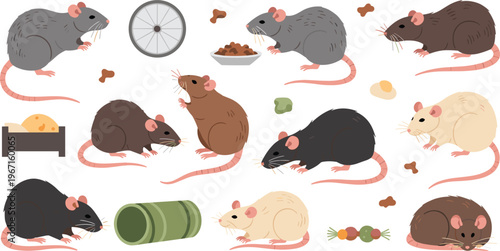 Professional Cute Pet Rats Vector Set Featuring Cartoon Rodents Eating Playing and Relaxing with Toys for Veterinary Designs
