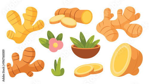 Ginger root slices and herbal ingredient collection flat botanical illustration