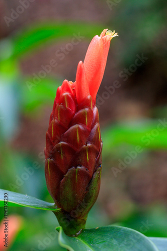 Close-up of Cheilocostus speciosus flower with red bud against blurred natural background. Crepe ginger is a plant with bright red cone-shaped bracts and large, snow-white flowers with wavy petals