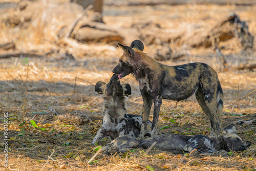 Fotografija African wild dog interacting with pups