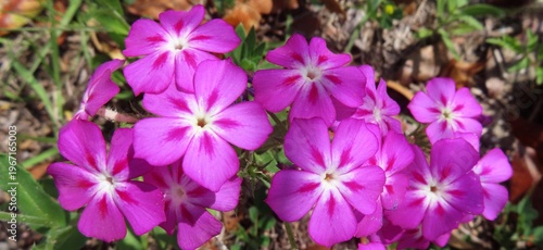 Purple Phlox drummond flowers in Florida nature, closeup