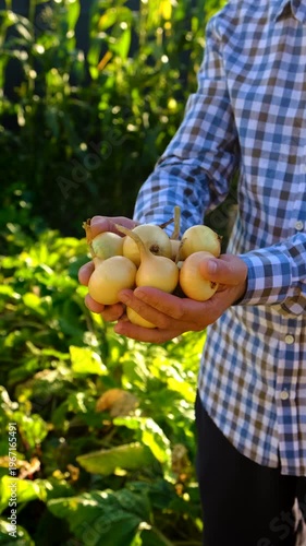 A farmer harvests onions. Selective focus. garden.