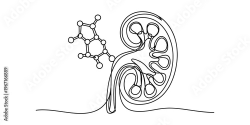 A single continuous line drawing of a human kidney paired with a molecular chemical structure Vector, illustration