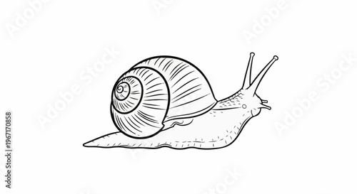 A detailed, hand-drawn illustration of a garden snail in profile on a white background