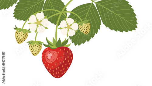 Branch of a strawberry plant featuring one large ripe red berry and several small green unripe fruits alongside white blossoms and leaves.