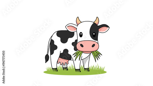 Friendly black and white spotted dairy cow standing in a green grassy field munching on a bunch of fresh grass blades on a white background.