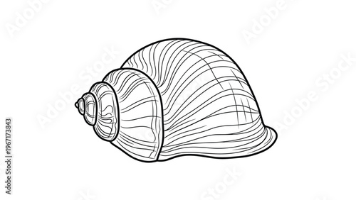 Elegant black and white line art illustration of a detailed spiral seashell showing intricate texture and structure.