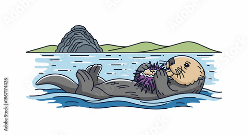 Sea otter floating on its back eats a sea urchin in calm water near shore