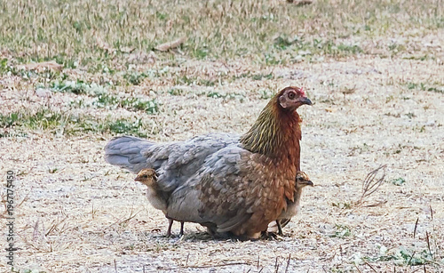 Pure tenderness in nature: baby chicks nestled beneath their mom