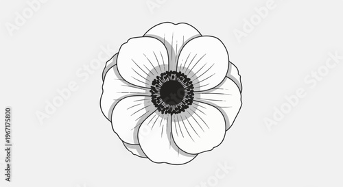A delicate black and white illustration of a single anemone flower