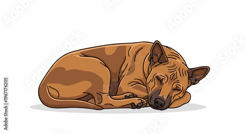 A brown dog is curled up asleep on a white background