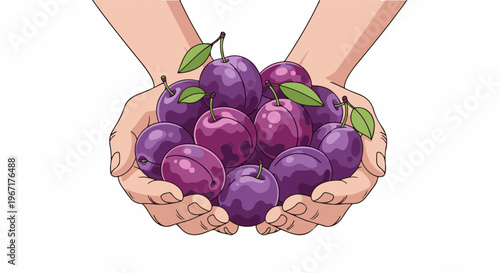 Two cupped hands gently hold a generous pile of ripe, purple plums