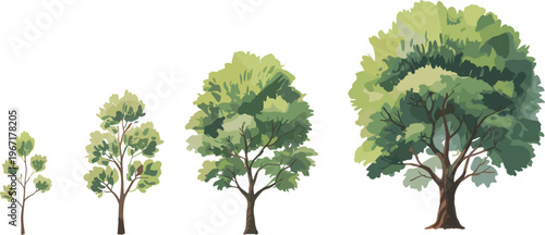 Green tree growth stages set, young to mature trees progression, detailed foliage canopy variations, natural landscape elements, isolated vector illustration for environmental design