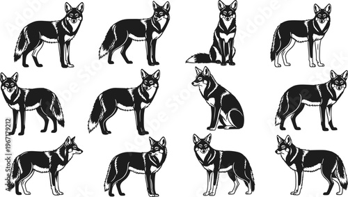 Coyote silhouette collection, wild wolf predator vector set, prairie animal icons, desert wildlife graphics, howling jackal, cad drawing flat vector illustration.