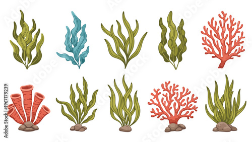 Underwater botanical collection featuring various types of green and red seaweed, coral, and aquatic plants on a plain white background.