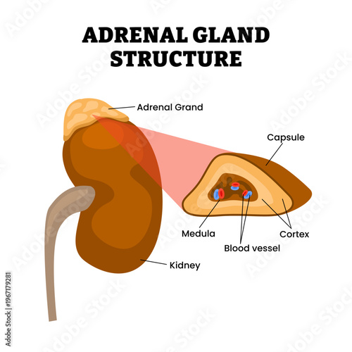 Adrenal gland anatomy structure diagram infographic. Labeled capsule, medula, blood vessel, cortex and kidney. Endocrine triangular shaped gland located on top of both kidneys producing hormones.