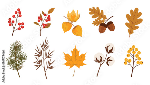 Set of autumn themed botanical elements like berries acorns and leaves from maple and oak trees for seasonal decorations.