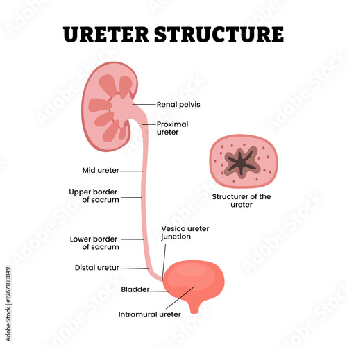 Ureter structure anatomy diagram infographic with renal pelvis, sacrum, bladder. Ureter side view. Urinary tract system. Biological poster science education illustration