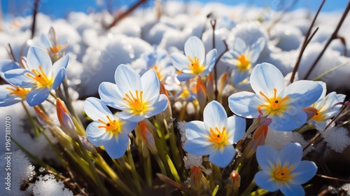 Crocus flowers in the snow. Early spring in the forest