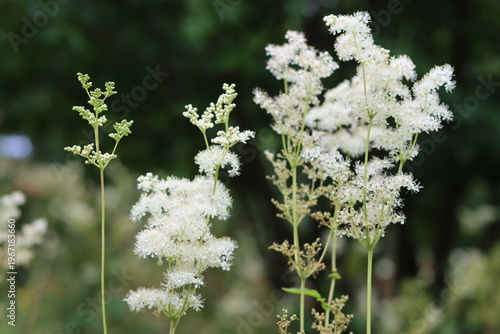 Quadro su tela Meadowsweet or filipendula ulmaria flowers in a meadow