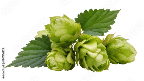 Foto Green hop cones with serrated leaves, isolated on transparent background