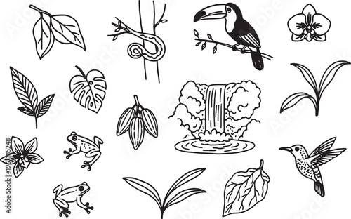Tropical plants and animals illustrations