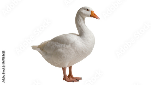 Tablou pe pânză White domestic goose with orange beak and legs, isolated on transparent backgrou