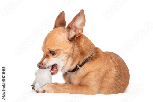 Obraz na plátně Small dog playing with toy
