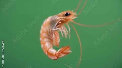Close-up of shrimp swimming in water with green background