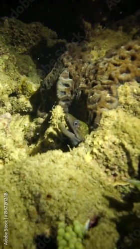 Tiger snake eel (Myrichthys maculosus) swimming and wriggling along sandy bottom among corals at night in flashlight beam. Natural nocturnal marine behavior underwater. Filmed in Nha Trang, Vietnam.