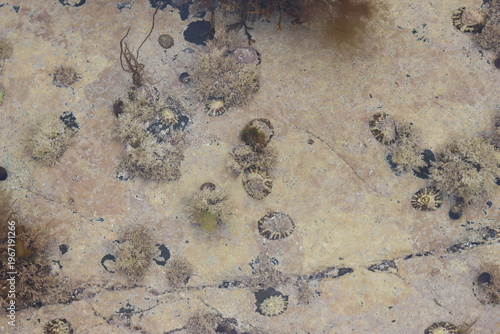 Fotografia Looking into a clear coastal rock pool