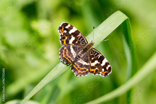 Photography The map butterfly (Araschnia levana) in the Netherlands