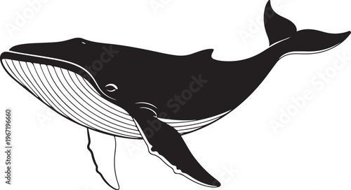 Black and white whale animal mammal ocean